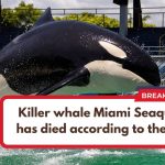 Killer whale Miami Seaquarium has died according to the facility